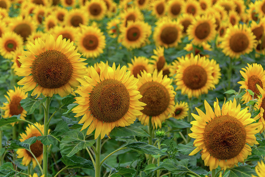 Sunflowers of Summerside Four Digital Art by Douglas Wielfaert