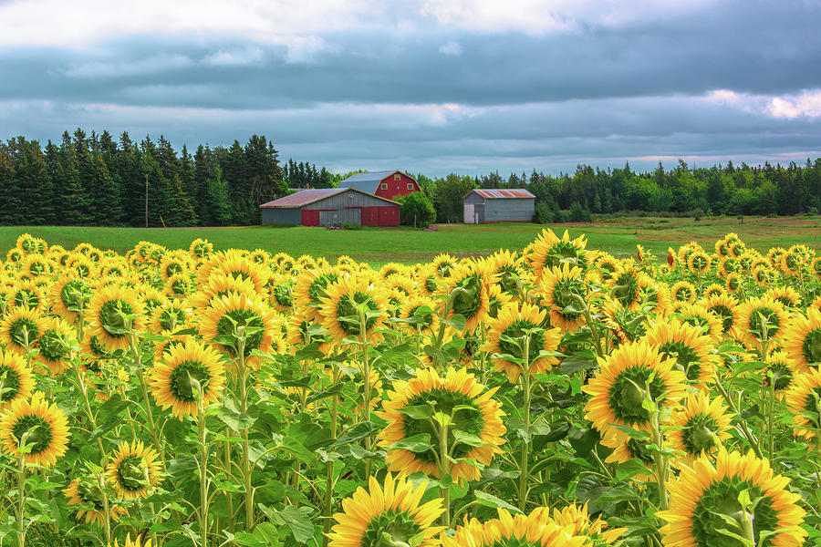 Sunflowers of Summerside One Photograph by Douglas Wielfaert