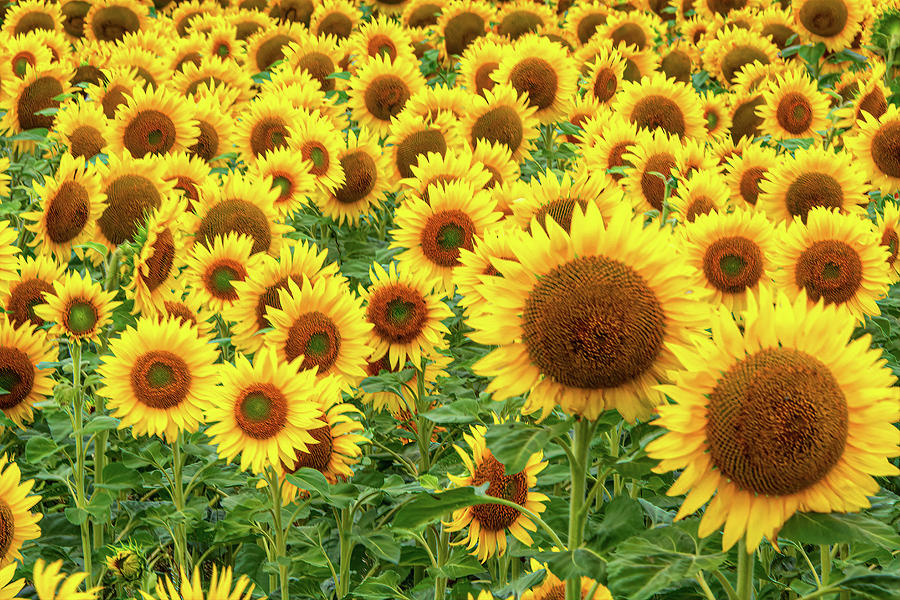 Sunflowers of Summerside Three Photograph by Douglas Wielfaert