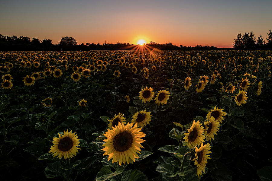 Sunflowers On A Field In The Evening Mood In Backlight Shot. Aubing, Munich, Upper Bavaria, Bavaria, Germany, Europe Photograph by Christoph Olesinski