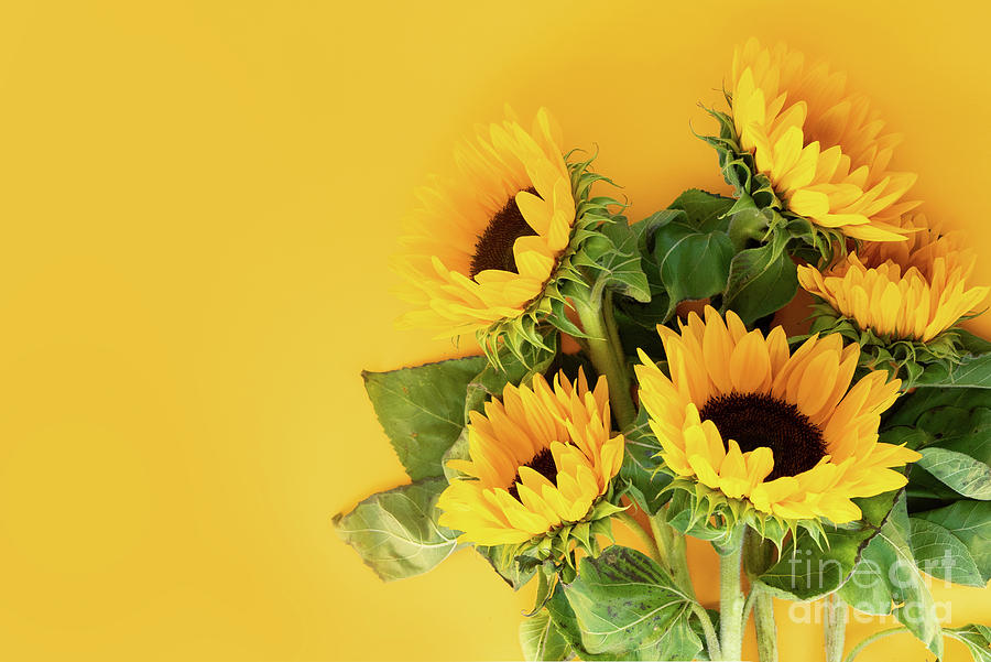 Sunflowers On Yellow Photograph