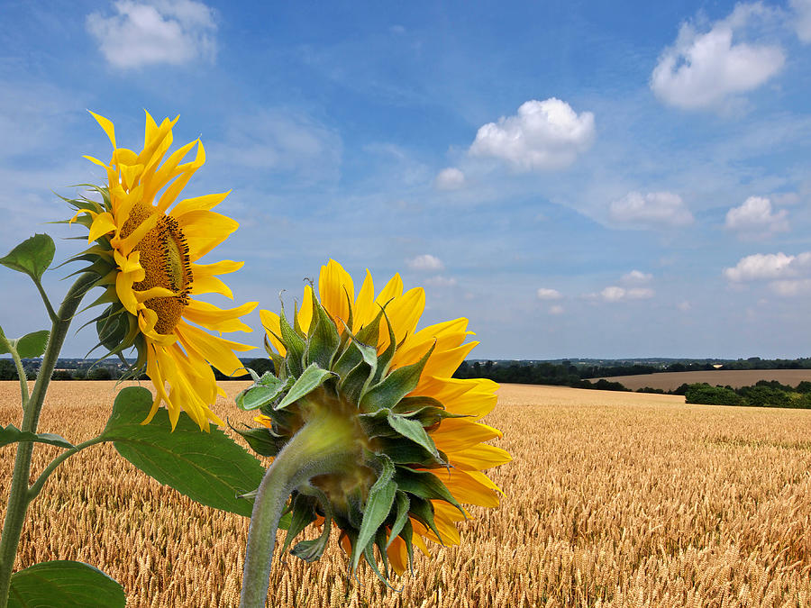 Sunflowers Overlooking Wheat Fields Photograph by Gill Billington