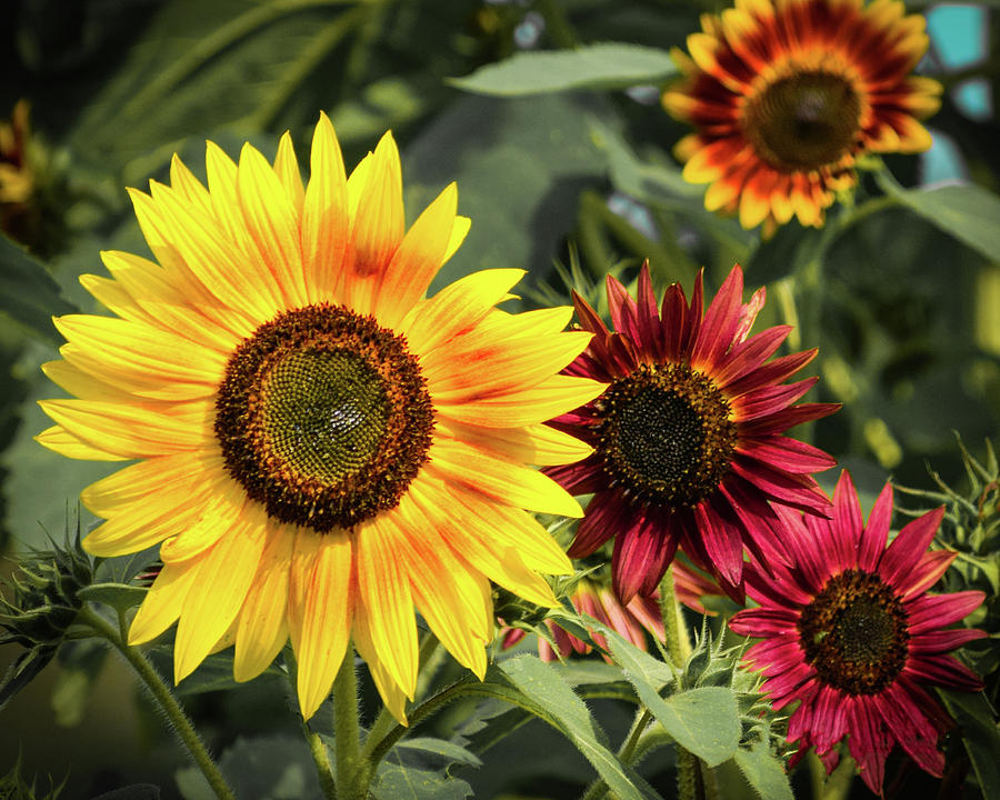 Sunflowers Photograph by Phil S Addis