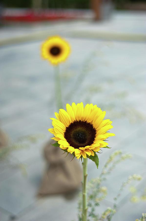Sunflowers Photograph by Photo By Raul Garcia