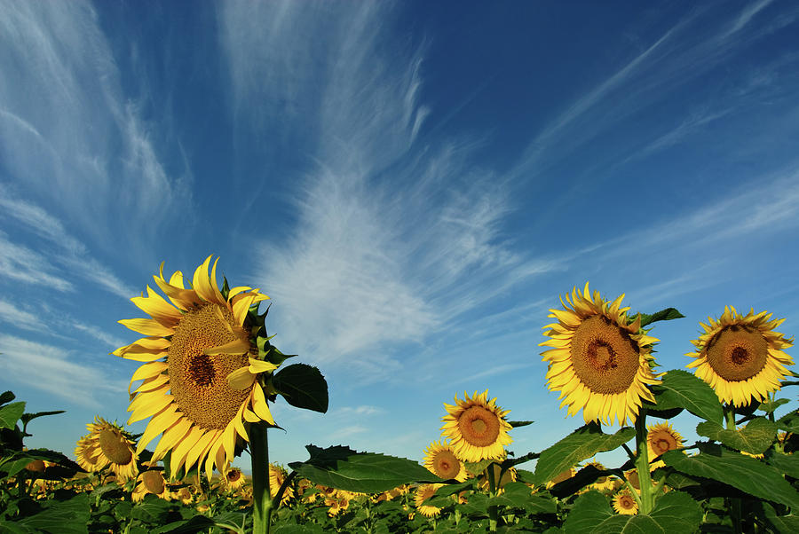 Sunflowers Photograph by Robin Wilson Photography