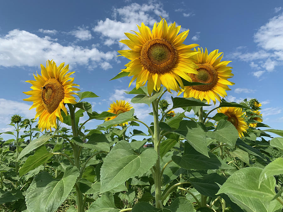 Nature Photograph - Strong Upright Sunflowers by Lieve Snellings