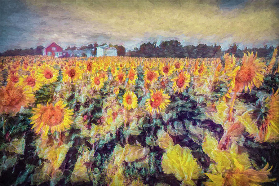 Sunflowers Surround The Farm Photograph