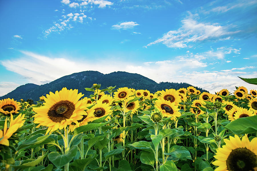 Sunflowers under blue skys Photograph by David Lee