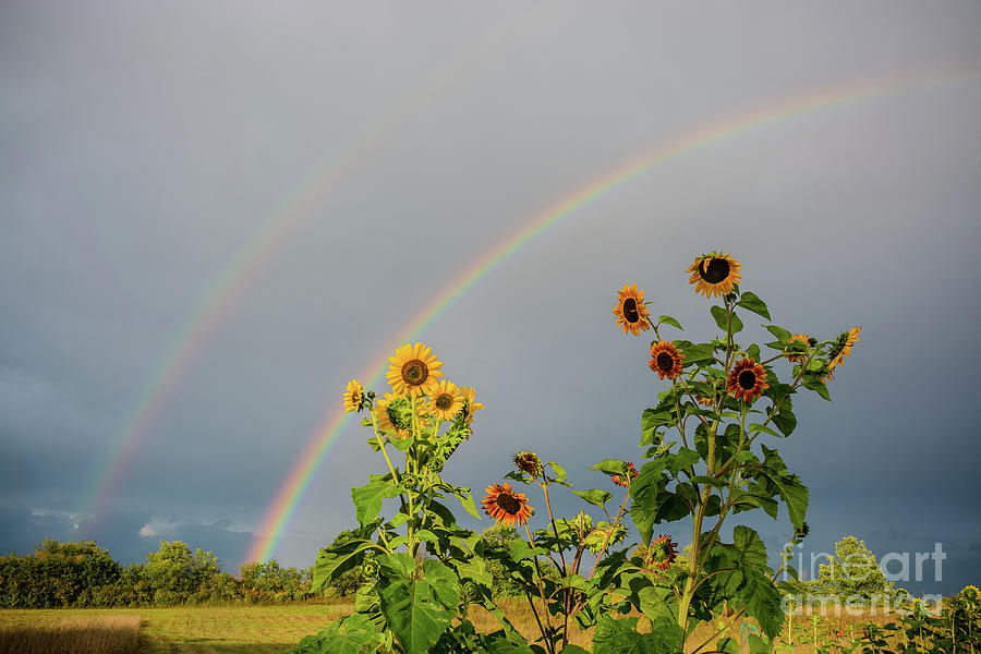 Sunflowers Under the Rainbow Photograph by Cheryl Baxter