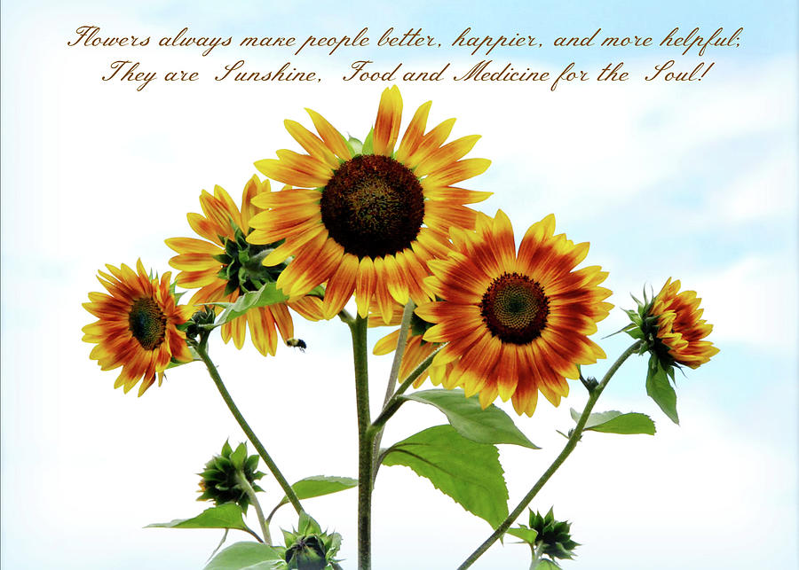 Sunflowers with Quote Photograph by Marilyn DeBlock