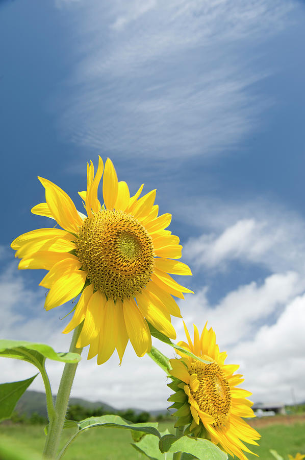 Sunflowers Photograph by Yusuke Okada/a.collectionrf
