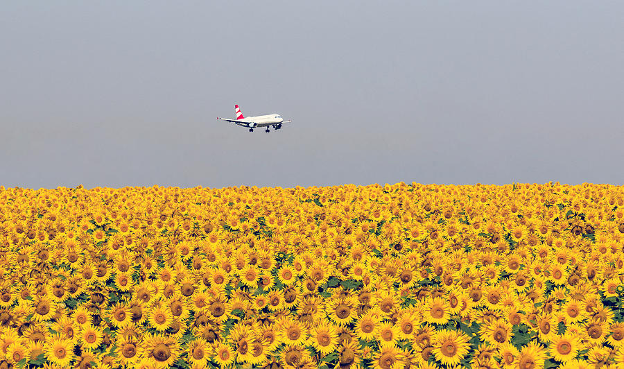 Summer Photograph - Sunflowers by Zhecho Planinski Afiap / ???? ????????? Afiap/