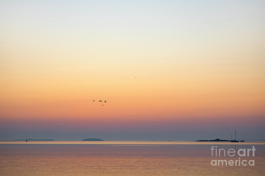 Bird Photograph - Sunrise over West Penobscot Bay, Maine by Diane Diederich