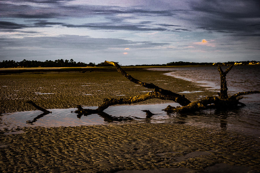 Sunken Branch Photograph by Victoria Williams - Fine Art America