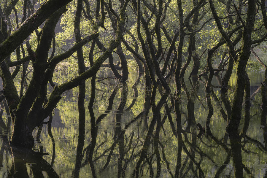 Sunken Forest Photograph by Ryohei Irie
