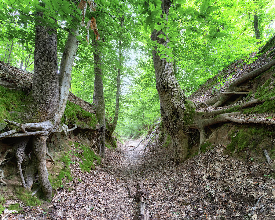 Sunken Trace Photograph by Susan Rissi Tregoning