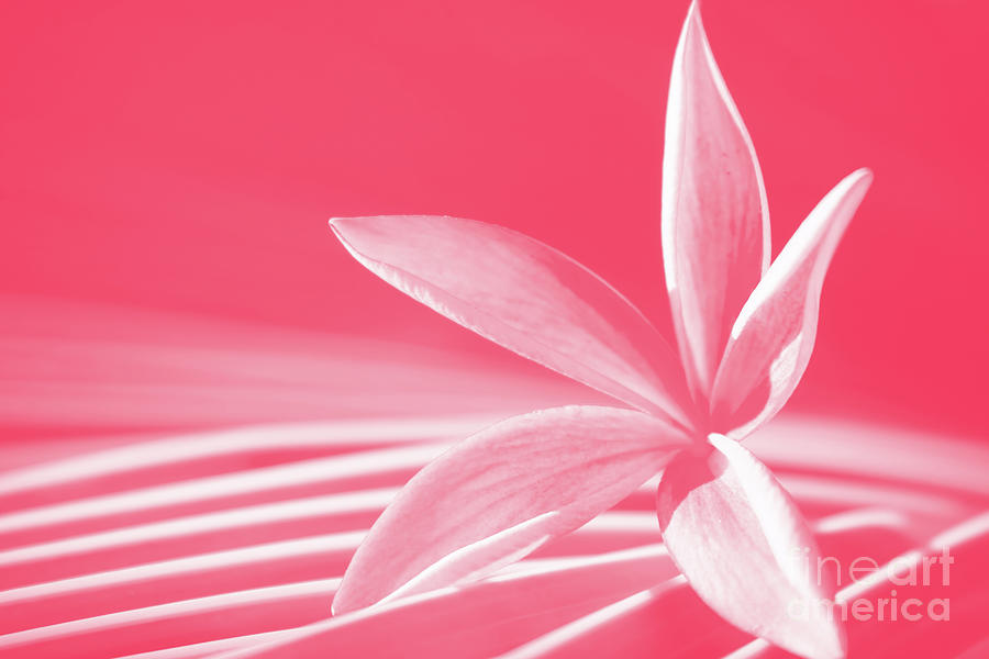 Sunkissed Coral Pink Plumeria by Sharon Mau Sunkissed Coral Pink Plumeria by Sharon Mau