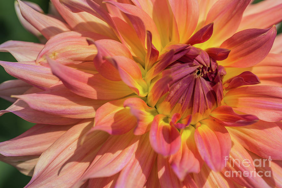 Sunkissed Dahlia Photograph by Eva Lechner