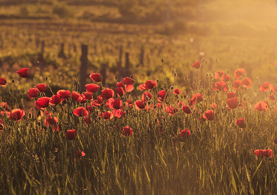 Sunkissed Poppy Field Photograph by Aleksandra Kiryakova