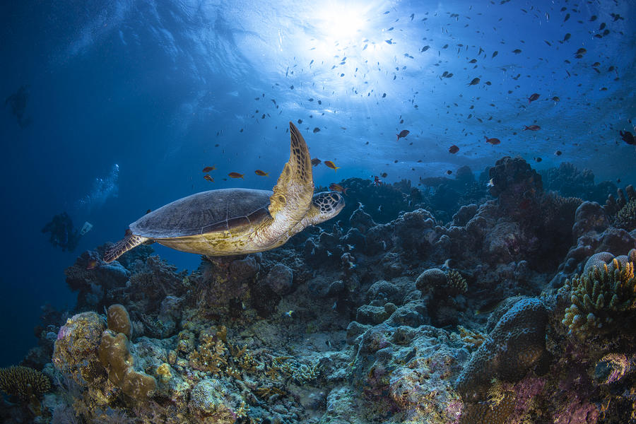 Sunlight And Green Turtle Photograph by Barathieu Gabriel
