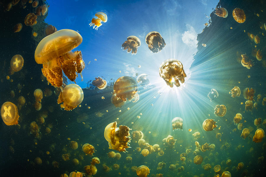 Alien Photograph - Sunlight And Jellyfish by Barathieu Gabriel