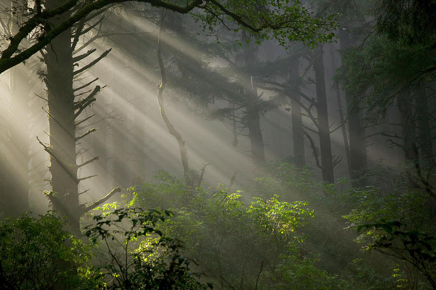 Sunlight Beams Through Sitka Spruce Photograph by Darrell Gulin