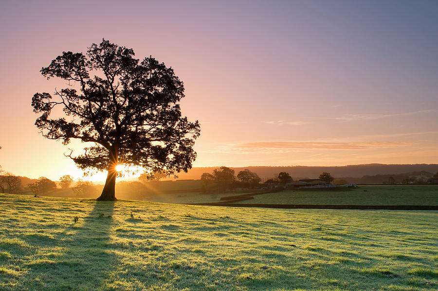 Sunlight Bursting Through Oak Tree At Photograph by Travelpix Ltd