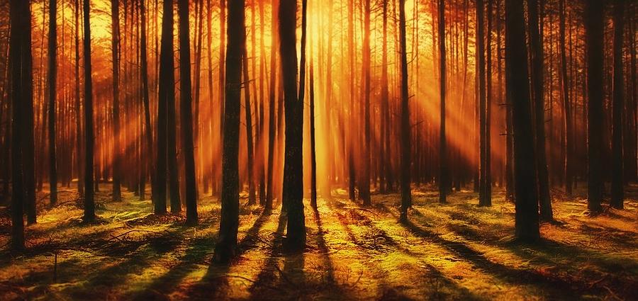 Sunlight Forest Photograph