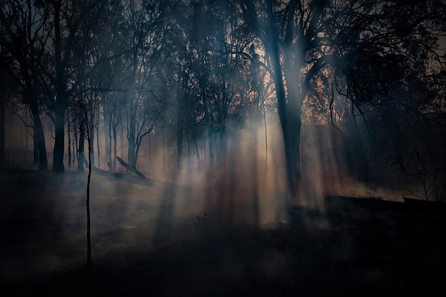 Nature Photograph - Sunlight In A Forest With Smoke Rising After A Wildfire In Australia by Cavan Images