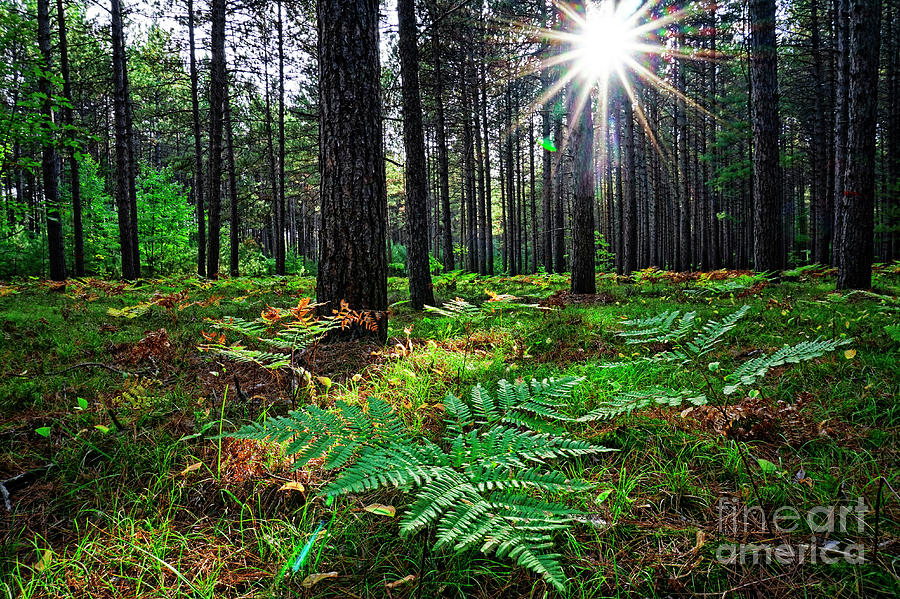 Sunlight in Forest Photograph by Charline Xia