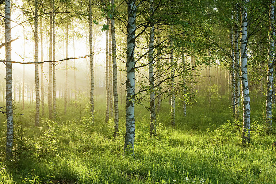 Sunlight In Forest Of Birch Trees Photograph by Image Source