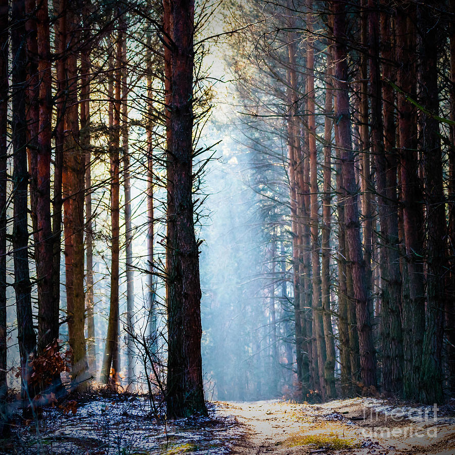 Sunlight In The Grey Forest Nature Photograph by Tspider - Pixels
