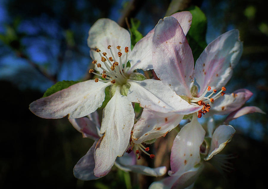 Sunlight On Apple Blossoms Photograph by Greg and Chrystal Mimbs