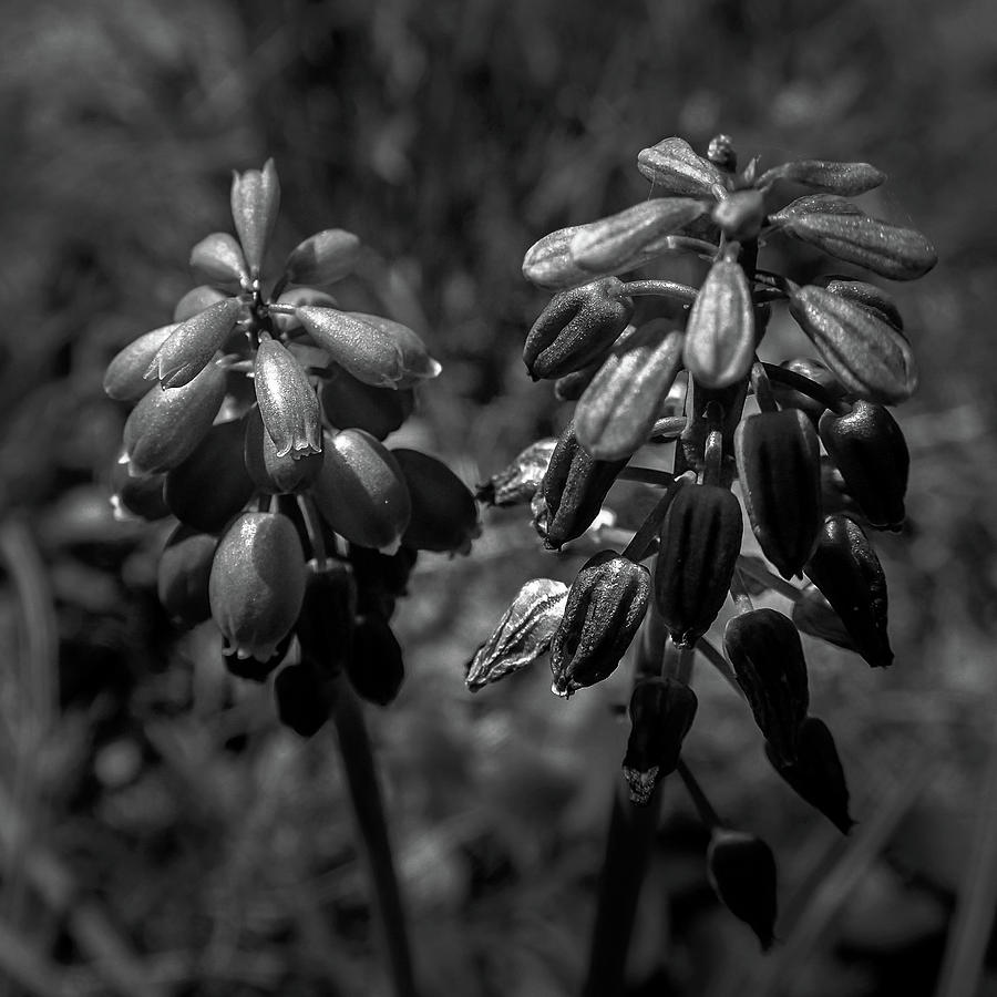 Sunlight On Grape Hyacinth In Black and White Photograph by Greg and Chrystal Mimbs