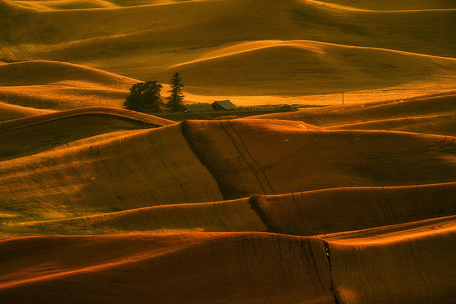 Sunlight Over Golden Hills Photograph by Lydia Jacobs