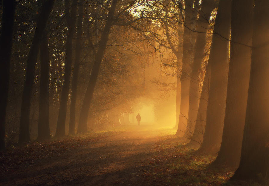 Sunlight Passing Through Trees In Autumn Photograph by Bob Van Den Berg Photography Sunlight Passing Through Trees In Autumn Photograph by Bob Van Den Berg Photography