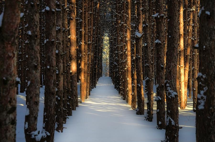 Sunlight Peeking Through Forest During Photograph by Jana Kriz