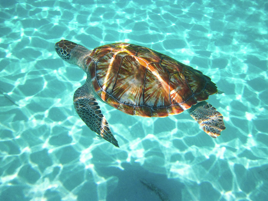 Sunlight reflects off the back of a green sea turtle as it swims ...