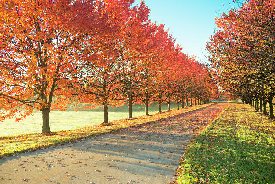 Sunlight Row Of Maple Trees In Michigan Photograph by Terry Bidgood ...