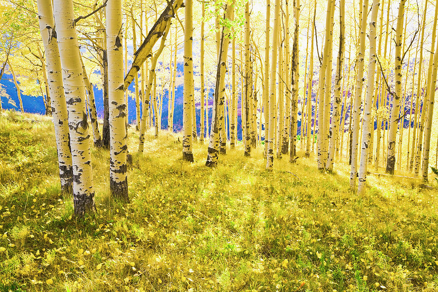 Sunlight Shining Through Backlit Aspen Photograph by David Sucsy Sunlight Shining Through Backlit Aspen Photograph by David Sucsy
