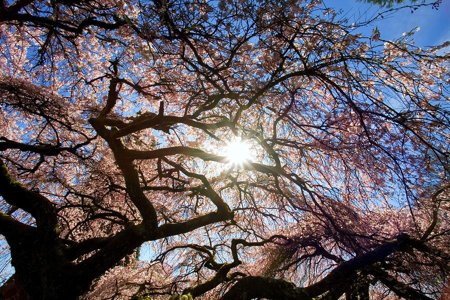 Sunlight Shining Through Tree Branches Photograph by Design Pics/craig Tuttle