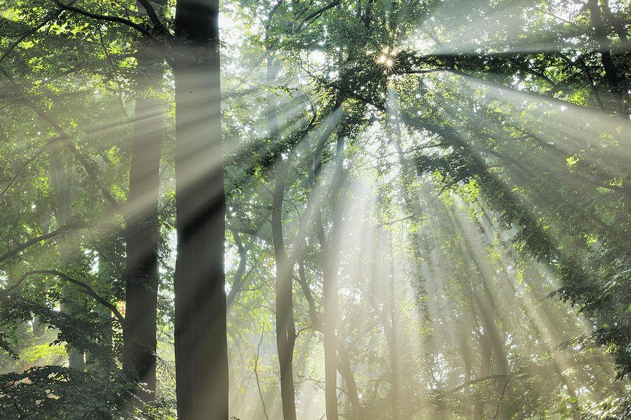 Sunlight Shining Through Tree Photograph by Cornelia Doerr Sunlight Shining Through Tree Photograph by Cornelia Doerr