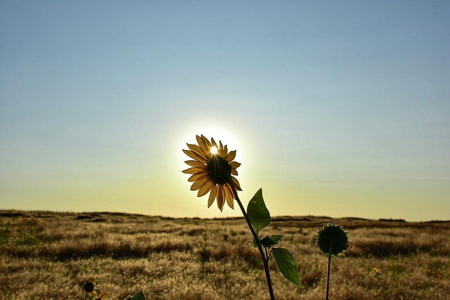 Sunlight Through A Sunflower Photograph
