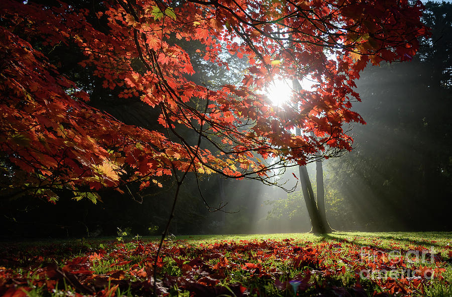 Sunlight through autumn leaves Photograph by Colin Rayner