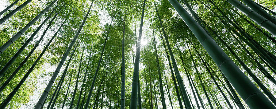Sunlight Through Bamboo Trees Photograph by Ooyoo