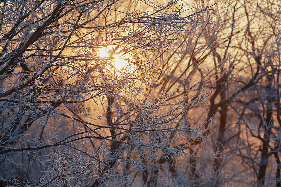 Sunlight Through Branches In Winter Photograph by Mint Images