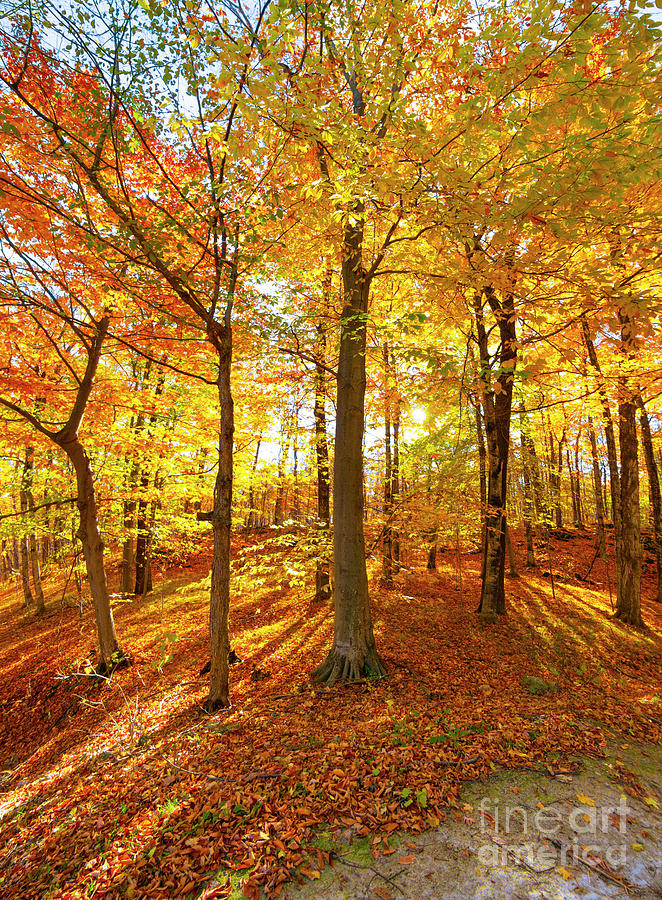 sunlight through autumn trees sunlight through autumn trees