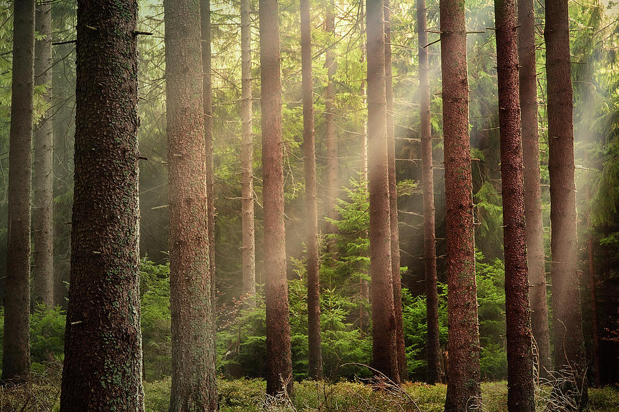 Sunlight Through Forest Photograph by Rudolf Vlcek