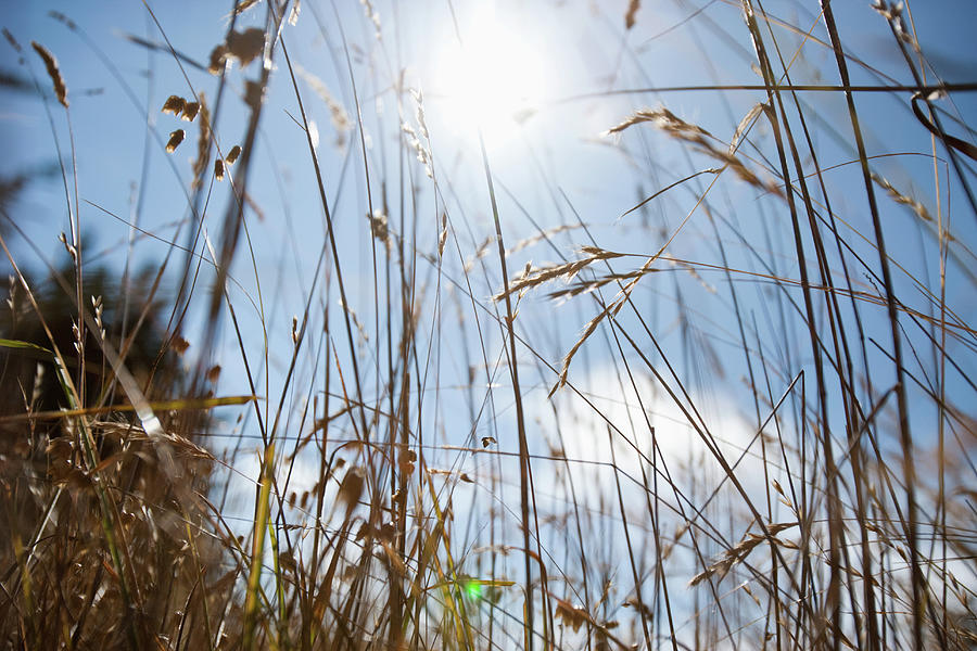 Sunlight Through Grass Digital Art by Charles Gullung - Fine Art America