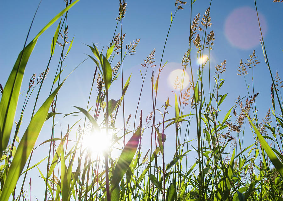 Sunlight Through Grass by Darryl Leniuk